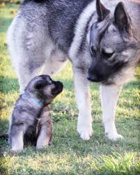 A particularly good choice for those with children. Norwegian Elkhound Association Of America