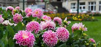 Remove dead flowers to encourage more blooms. Fall Planting Tips Midwood Flower Shop Charlotte Florist Delivery Service