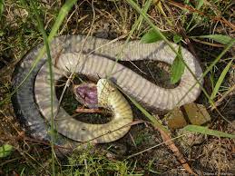 Eastern Hognose Snake Playing Dead South Carolina Snake Hognose Snake South Carolina