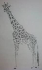 Giraffes have a natural cuteness and inquisitive add an exotic touch to your decor with realistic or imaginative drawings of a giraffe. Realistic Giraffe Pencil Sketch By The Doctors Phoenix On Deviantart
