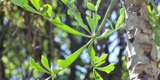 Image result for Cussonia sessilis