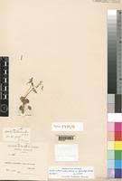 Image result for Oxalis anthelmintica