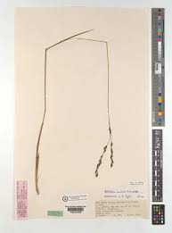 Image result for Alloteropsis