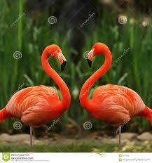 Bird With Red Neck Flamingo Love Talk Stock Photo Image Of Body Color Neck 3161290 Flamingo Red Flamingo Beautiful Birds