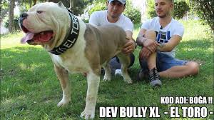 Dev Kopek Bully Xl El Toro Kod Adi Boga O Bir Efsane Biggest Dog American Bully Xl Youtube