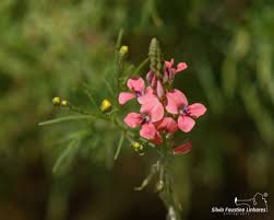 Image result for Indigastrum costatum