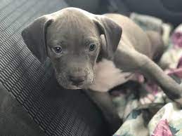 The blue nose pitbull is purebred american pitbull terrier, but it's categorized by its nose color a blue nose pitbull puppy can cost around $1,000 to $3,000. Blue Nose Pitbull Puppies For Free How To Get For Free