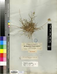 Image result for Harpachne schimperi