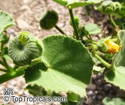 Image result for Abutilon hirtum