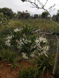 Image result for Pavetta zeyheri