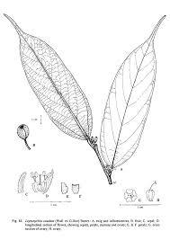 Image result for Leptonychia