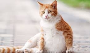 Kucing mengalami rasa sakit yang luar biasa. Cara Merawat Kucing Hamil Dengan 7 Langkah Tempat Pintarpet