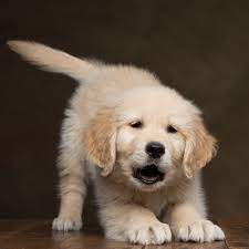 Puppyfinder.com is your source for finding an ideal english cream golden retriever puppy for sale in minnesota, usa area. Great White North Goldens Owner Breeder Boarding
