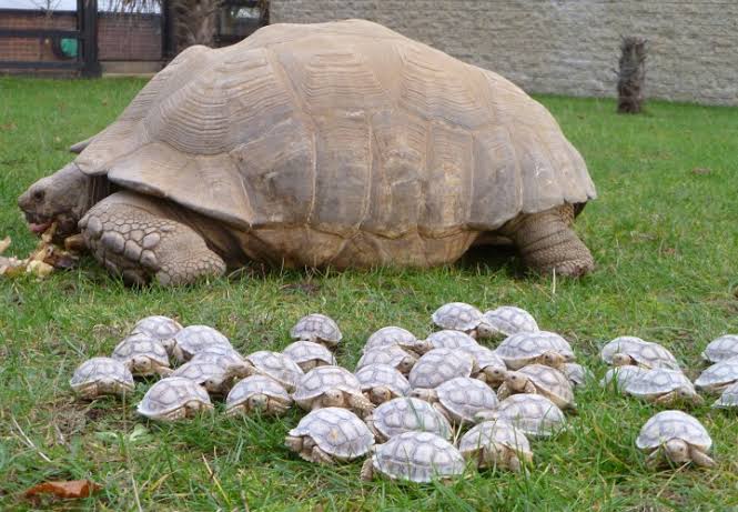 Mother tortoise with babies : r/interestingasfuck