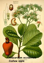 Image result for Anacardium