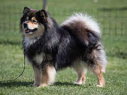 The pilot program, which began wednesday and will be analyzed by researchers at the university of. Finnish Lapponian Dog Nordic Kennel Union