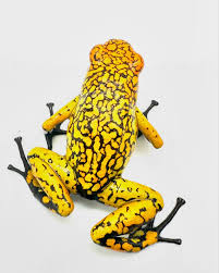 Image result for Fadogia fuchsioides