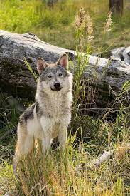 Young Female Wolf Wolf Spirit Animal Coyote Animal Wolf