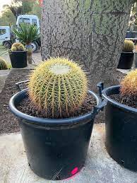 Golden barrel cactus easy care live plant. Golden Barrel Cactus Designer Trees Australia