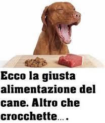 Cereali,meglio di no, se presenti, pochi e di buona qualità (riso). Pin By Andrea Raffelli On Olga Corso Dog Pet Hacks Little Puppies