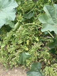 Image result for Chenopodiastrum