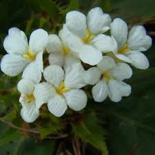 Image result for Crabbea