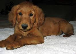 Golden retriever puppies are also known to shed on furniture and slobber on things like shoes and tv remotes. Golden Retriever Puppies Dark Red Zoe Fans Blog Golden Retriever Red Golden Retriever Puppy Dark Golden Retriever