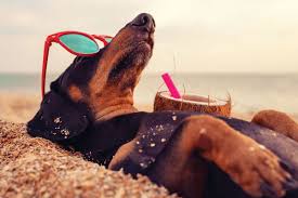 Check spelling or type a new query. Maxed Out In Case You Were Wondering About The Dog Days Of Summer Pique Newsmagazine