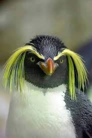 Rockhopper Penguin In 2020 Animals Beautiful Funny Birds Animals
