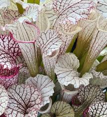 Image result for Leucosphaera