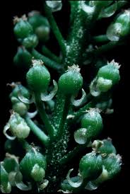 Image result for Triglochin striata