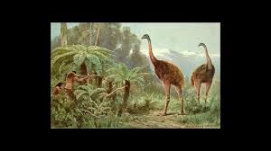 Some of the worlds are: Why Did New Zealand S Moas Go Extinct Science Aaas