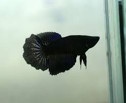 Dsc01371 Betta Fish Betta Betta Aquarium