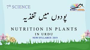 Nutrition In Plants Class 7 Science In Urdu پودوں میں تغذیہ ساتویں جماعت سائنس Youtube