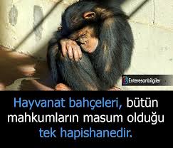 Hayvanat Bahceleri Butun Mahkumlarin Masum Oldugu Tek Yerdir Kaynak Instagram Enteresanbilgiler Sozler Anlaml 2020 Hayvanat Bahceleri Alintilar Ozlu Sozler