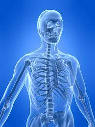 The osseous structures are the bony structures looked at during the imaging study. The Human Skeletal System Live Science