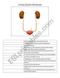 Urinary System Worksheet Clashing Pride