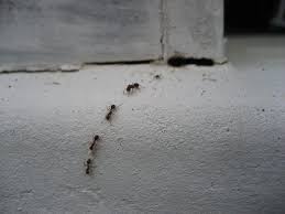 Hormiga de tamaño muy pequeño y de color amarillo puede vivir igual en casas como en el exterior. Como Eliminar Hormigas El Truco Para Acabar Con Ellas Con Un Ingrediente
