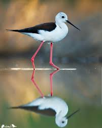 Pin On Birds