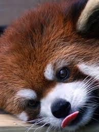 See what susan coquin (susancoquin) found on pinterest, the home of the world's best ideas. Cute Baby Baby Animals Beautiful Sleeping Cute Baby Baby Animals Beautiful Red Panda Novocom Top