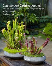 Flora Grubb Gardens Carnivorous Plants Carnivorous Plants Terrarium Plants
