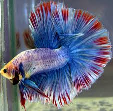 Ikan Cupang Siap Kawin Atau Pijah Inilah Cirinya Ikan Hias Air Tawar Laut Dan Aquarium