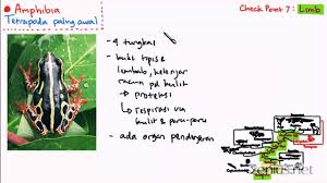 Materi Biologi Kelas 10 K13 Revisi Chordata Part 8 Amphibia Sistem Pernapasan Amphibia Bagian 2 Biologi Ipa Habitat