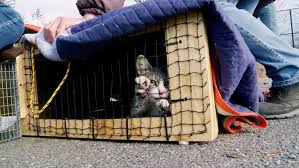 Learn about new york state's vaccination program and check your eligibility. Feral Cats Creep You Out This New Doc About Bklyn S Street Cats Might Change Your Mind Bk Reader