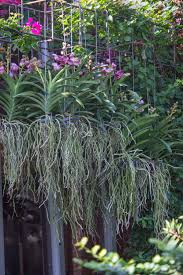 If your orchid air roots are firm and white, they are healthy. Test Your Orchid Iq How Do Orchid Roots Work Chicago Botanic Garden