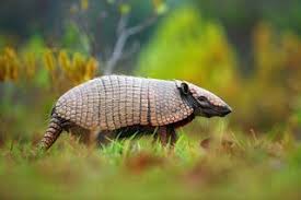 Get Beyond The Leathery Armored Shells To Learn More Interesting Facts About Tolypeutes And Other Armadillos Armadillo Armadillo Animal Pantanal