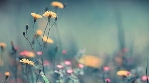 A collection of the top 62 beautiful widescreen desktop wallpapers and backgrounds available for download for free. Pretty Hd Wallpapers Top Free Pretty Hd Backgrounds Wallpaperaccess