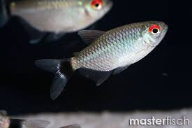 Maybe you would like to learn more about one of these? Red Eye Tetra Moenkhausia Sanctaefilomenae Online Shop