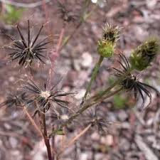 Image result for Bidens sp.no.1