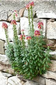 Antirrhinum Urdu Meaning Of Antirrhinum